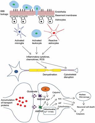 Frontiers | Traumatic Brain Injuries: Pathophysiology And Potential ...